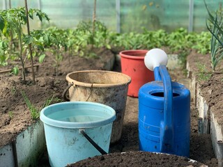 Fototapeta premium Inside view of the greenhouse with onion, tomato and radish seedlings. Garden tools. Watering can.