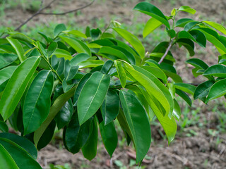 Soursop fruit, Prickly Custard leaves. Plant for Treatment of carcinoma