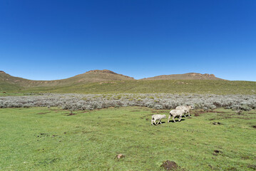 Lesotho - Wandern in den Drakensbergen