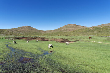 Lesotho - Wandern in den Drakensbergen
