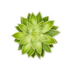 green succulent isolated on white background