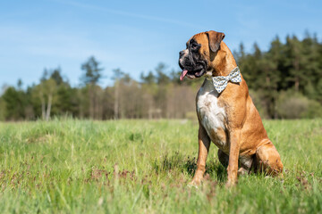 Boxer puppy  sitting in the grass with bow on his neck near forrest