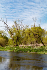 Fototapeta na wymiar frisches Grün am Flussufer im Frühjahr, Naab, Waldnaab