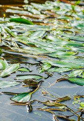 Frog above the surface of the water, close look.