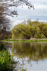 frisches Grün am Flussufer im Frühjahr, Naab, Waldnaab