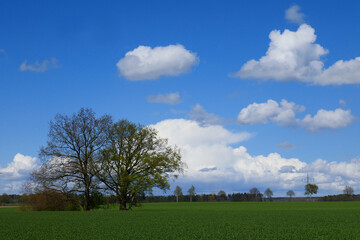 Fototapeta premium Feldeichen in Schleswig Holstein