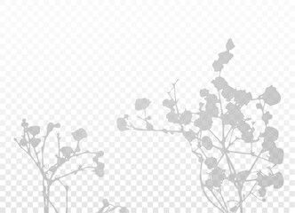 The shadow of the branches with small flowers. Natural lighting vector silhouette on transparent background. Gypsophila plant. EPS10. 