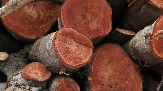 Troncos de guam&uacute;chil	con vetas