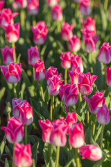 pink tulips in the garden