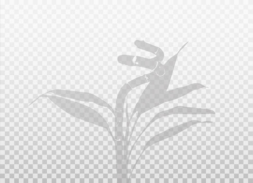 Bamboo spiral stem with leaves. Photo blurred shadow. Mockup. Natural silhouette. Twisted decorative plant. 
