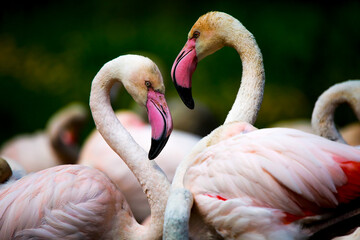 Flaming © marcinbawiec