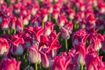 Naklejka premium field of pink tulips