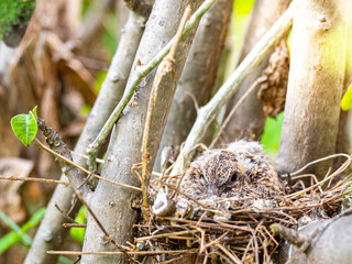 One baby pigeon is lying on a nest built on a tall tree and is externally secured.