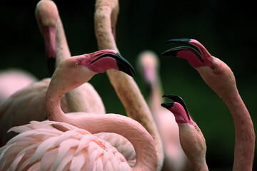 Flaming © marcinbawiec