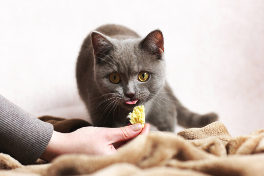 A cute beautiful cat eats from the hands. Purebred cat