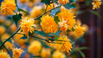 Kerria japonica, flower on a bush, yellow color, background