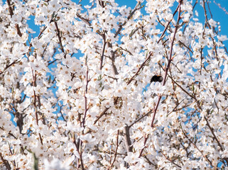 Spring cherry plum blossom. White flowers of blomming trees on blue sky background