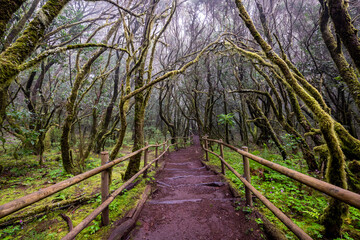 Lush laurisilva. Evergreen forest in Garajonay National Park, tourist footpath, La Gomera island, Spain.