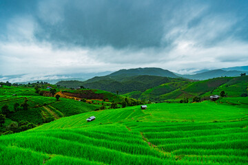 Fototapeta na wymiar the rice field At papong pian house, Chiangmai,Thailand.