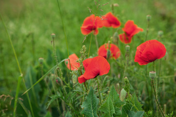 Beautiful red poppies in a green grass. Poppies field