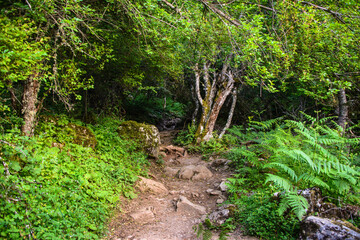 A scenic hiking trail through the dense forest.  Mountain hiking. Trekking in Mount Olympus. Greece. National Park.