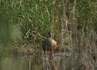 Garganey in the mid of grass at Asker marsh, Bahrain