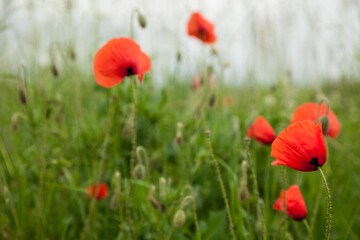 Beautiful red poppies in a green grass,close up. Focus on a red flower.
