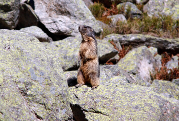 Une marmotte qui se tient debout