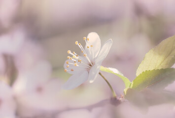 Spring flowering in the garden. Sunny day.