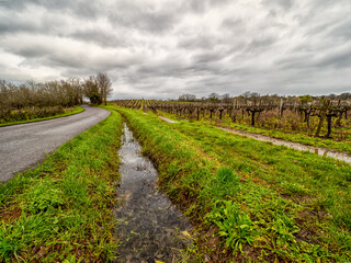Landscape near Asques with a Vineyard in the Bordeaux region 