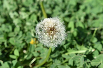 dandelion in the grass