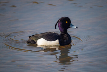 Closeup of a tufted duck on the nature reserve along the linth canal that flows into the Upper Zurich Lake (Obersee), St. Gallen, Switzerland