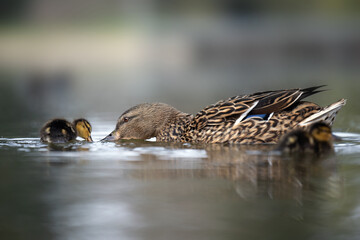 A duck in the park swims in a creek.