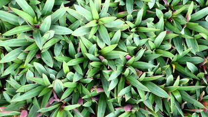 Fototapeta premium Tradescantia Spathacea Stearn (Moses in a Boat, Oyster Plant , White flowered Tradescantia) green and purple leaves background