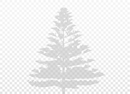 Coniferous tree shadow isolated on transparent background. Vector realistic. Natural silhouette without blurring. (Araucaria heterophylla, Polynesian pine, Norfolk Island pine). Vector EPS10.