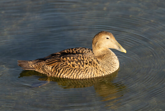 Female eider duck, part of a resident colony that has adapted to the fresh water ecosystem of the Upper Zurich Lake (Obersee), Switzerland