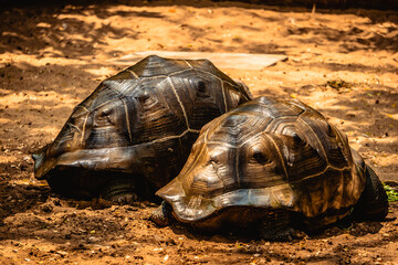 Two Aldabra giant tortoise Living At The Madras Crocodile Bank Trust and Centre for Herpetology,...