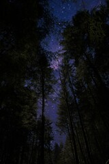 Naklejka premium Nachthimmer im Wald