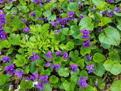 Close up of purple wild violets ground cover with weeds