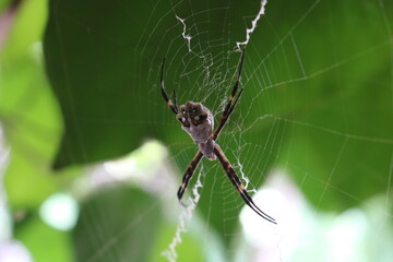 Obraz premium spider on a web
