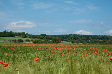 Red beautiful wild poppies in a fields in summer time