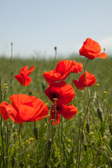 Beautiful red poppies in a green grass and blue sky. Poppies field