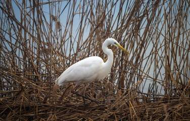 Great White Egret , slowly wading through shallow waters and reedbeds of the nature reserve along the linth canal that flows into the Upper Zurich Lake (Obersee), St. Gallen, Switzerland