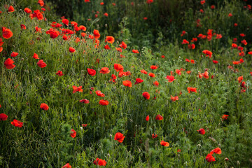 Naklejka premium Red beautiful wild poppies in a fields in summer time
