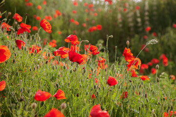 Naklejka na ściany i meble Red beautiful wild poppies in a fields in summer time