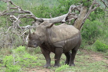 Fototapeta premium white rhino with watermark