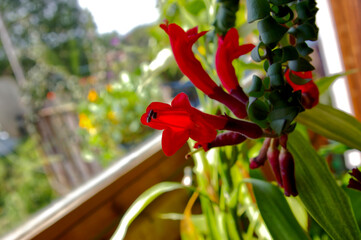 Closeup shot of a beautiful Lipstick Plant with bright red flowers on a sunny balcony