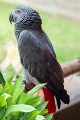 Beautiful African gray parrot with blurred background.