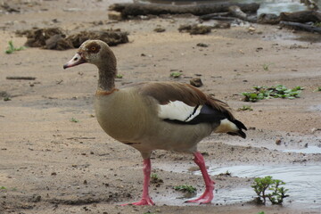 Egyptian Goose