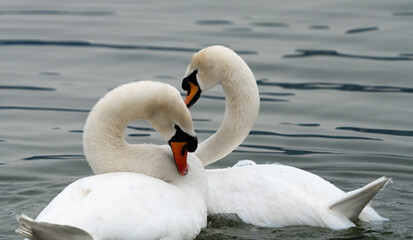 Obraz premium A swan elegantly relaxes during sunset on the shores of the Upper Zurich Lake (Obersee) near Rapperswil-Jona, St. Gallen, Switzerland